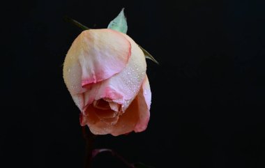 Koyu arkaplanda güzel çiçekler, yaz konsepti, yakın manzara  