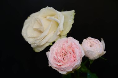 Koyu arkaplanda güzel çiçekler, yaz konsepti, yakın manzara  