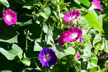 Güneşli yaz gününde bahçede yetişen güzel çiçekler. 