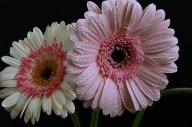 Koyu arkaplanda güzel çiçekler, yaz konsepti, yakın manzara  