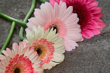 Güzel çiçeklerin açtığı yeri kapat.