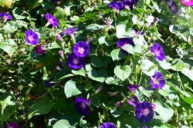 Güneşli yaz gününde bahçede yetişen güzel çiçekler. 