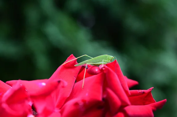 Gräshoppa Vacker Ros Blomma Trädgården Solig Dag — Stockfoto
