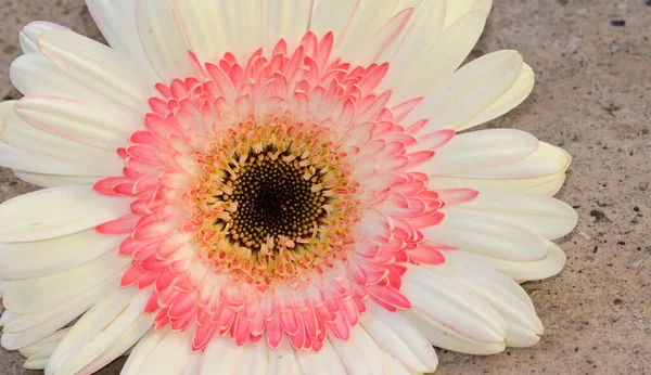 Nahaufnahme Von Schönen Blumen Blühen — Stockfoto