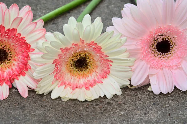 Primer Plano Hermosas Flores Florecen — Foto de Stock