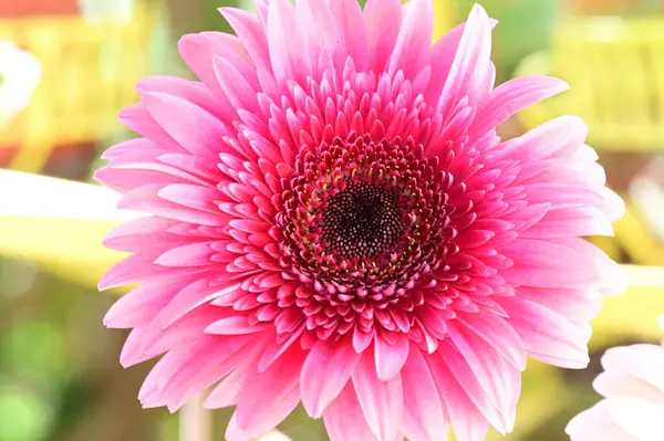 Close Beautiful Flowers Blossom — Stock Photo, Image