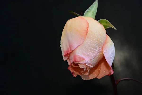 Hermosas Flores Sobre Fondo Oscuro Concepto Verano Vista Cercana — Foto de Stock