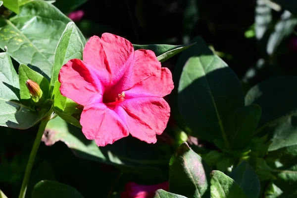 Hermosas Flores Que Crecen Jardín Verano Día Soleado — Foto de Stock