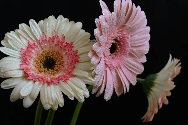 Hermosas Flores Sobre Fondo Oscuro Concepto Verano Vista Cercana — Foto de Stock