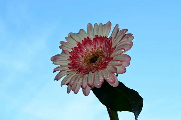 青い空に美しい花を咲かせ — ストック写真