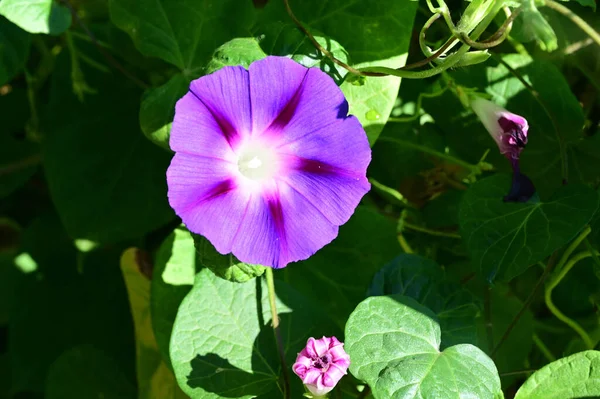 Belas Flores Crescendo Jardim Verão Dia Ensolarado — Fotografia de Stock