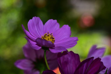 Güneşli bir günde bahçede büyüyen güzel çiçekler. 