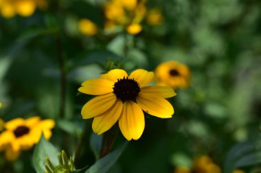 Güneşli yaz gününde bahçede yetişen güzel çiçekler. 