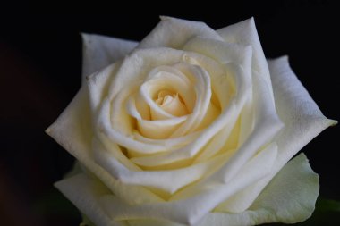 Koyu arkaplanda güzel çiçekler, yaz konsepti, yakın manzara  