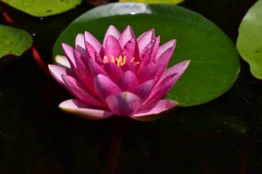 Yaz günü gölette büyüyen güzel nilüferler. 