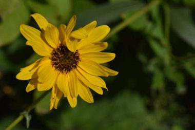 Güneşli yaz gününde bahçede yetişen güzel çiçekler. 