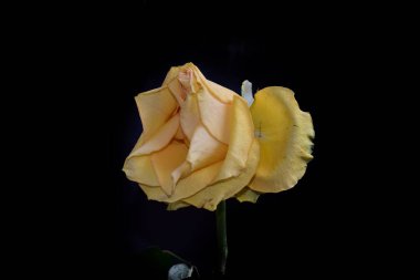 Koyu arkaplanda güzel çiçekler, yaz konsepti, yakın manzara  