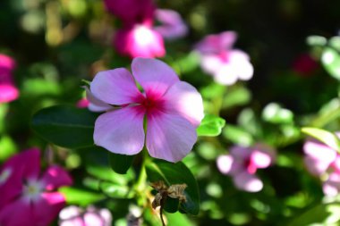 Güneşli yaz gününde bahçede yetişen güzel çiçekler. 