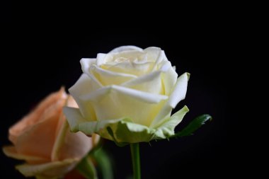 Koyu arkaplanda güzel çiçekler, yaz konsepti, yakın manzara  