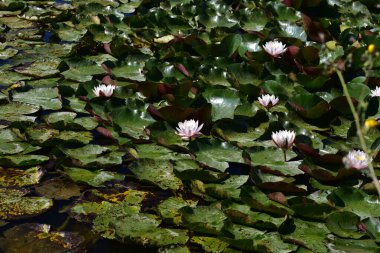 Yaz günü gölette büyüyen güzel nilüferler. 