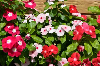 Güneşli yaz gününde bahçede yetişen güzel çiçekler. 