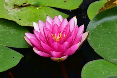 Güzel çiçek açan nilüfer çiçekleri yaz günü gölette büyür. 