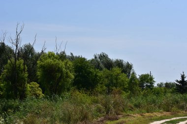 Mavi gökyüzü arka planında yeşil yaz ormanı manzarası 