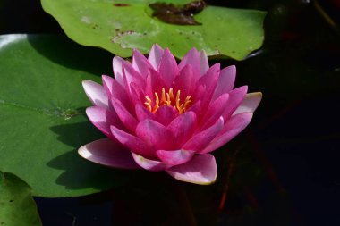 Yaz günü gölette büyüyen güzel nilüferler. 