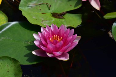 Yaz günü gölette büyüyen güzel nilüferler. 