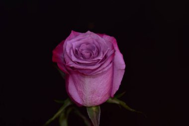 Koyu arkaplanda güzel bir gül, yaz konsepti, yakın görüş  