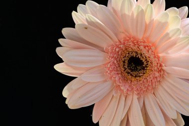 Karanlık arka planda güzel Gerbera çiçeği, yaz konsepti, yakın görüş  