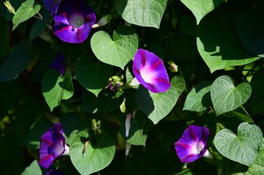 Güneşli yaz gününde bahçede yetişen güzel çiçekler. 