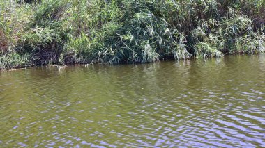 Güneşli bir günde nehir kıyısında büyüyen büyük çimlerin resimsel görüntüsü