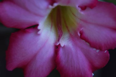 Koyu arkaplanda güzel bir çiçek, yaz konsepti, yakın görüş  