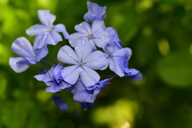 Güneşli yaz gününde bahçede yetişen güzel çiçekler. 
