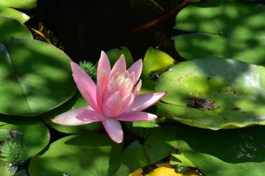 Yaz günü gölette büyüyen güzel nilüferler. 