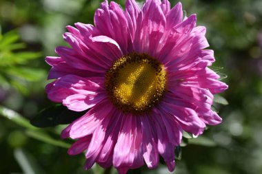 Güneşli yaz gününde bahçede yetişen güzel çiçekler. 