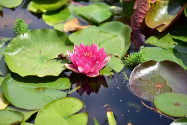 Yaz günü gölette büyüyen güzel nilüferler. 