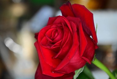 Güneşli yaz gününde bahçede yetişen güzel çiçekler. 