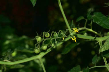 Güneşli yaz gününde bahçede büyüyen güzel güller. 