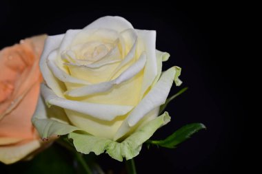 Koyu arkaplanda güzel çiçekler, yaz konsepti, yakın manzara  