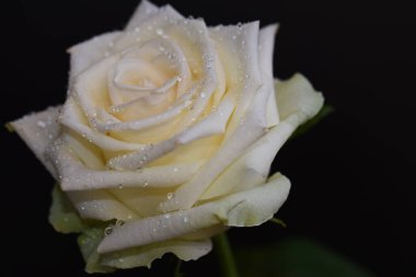 Koyu arkaplanda güzel bir gül, yaz konsepti, yakın görüş  