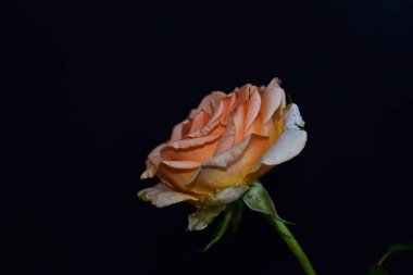 Koyu arkaplanda güzel çiçekler, yaz konsepti, yakın manzara  