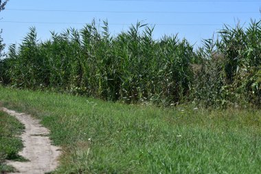 Güneşli bir günde açık havada yetişen yabani otların resimsel görüntüsü