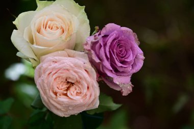 Güneşli yaz gününde bahçede büyüyen güzel güller. 