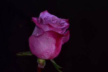 Koyu arkaplanda güzel bir gül, yaz konsepti, yakın görüş  