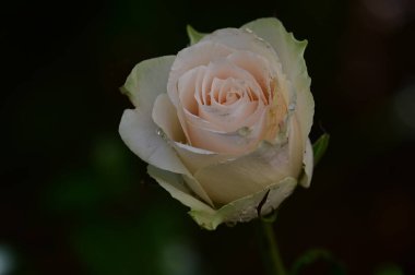 Güneşli yaz gününde bahçede yetişen güzel çiçekler. 