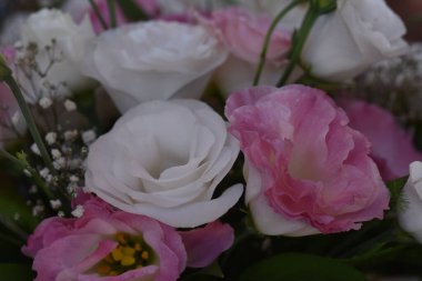 Koyu arkaplanda güzel çiçekler, yaz konsepti, yakın manzara  