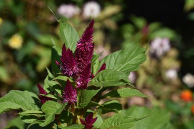 Güneşli yaz gününde bahçede yetişen güzel çiçekler. 