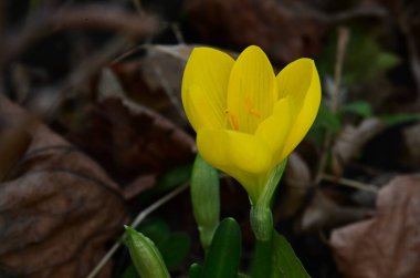 Güneşli yaz gününde bahçede büyüyen güzel bir çiçek. 